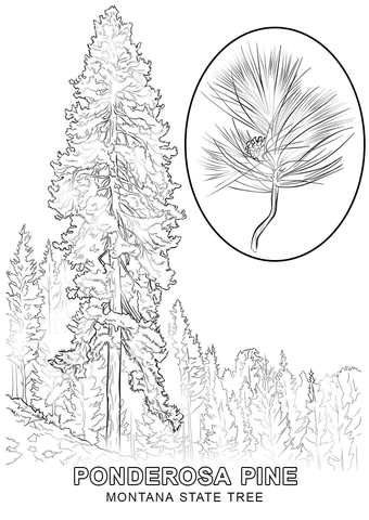 Montana State Tree Coloring page