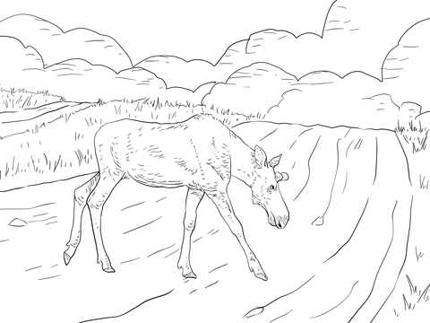 Moose Crossing a Road Coloring page