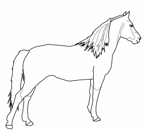 Morgan Horse Coloring page