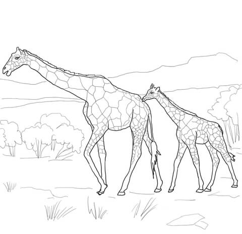 Mother and Baby Giraffe Coloring page