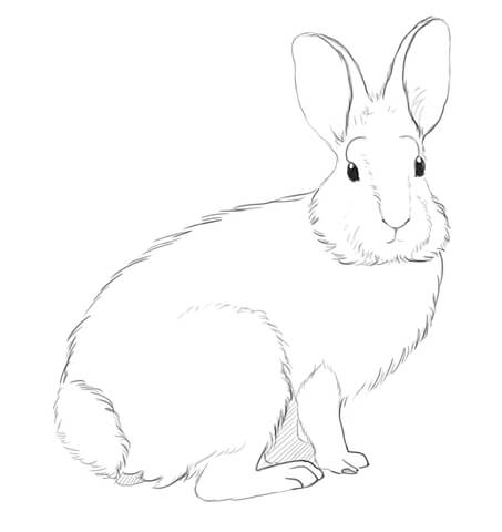 Mountain Cottontail Rabbit Coloring page