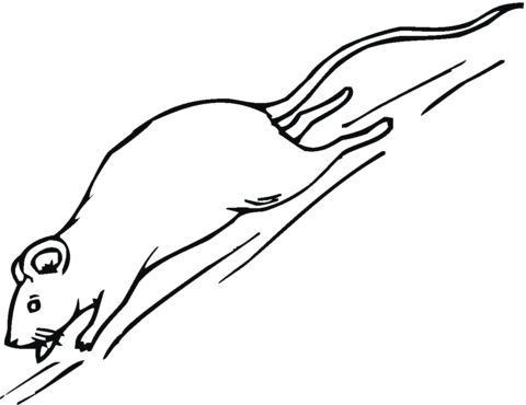 Mouse runs Coloring page