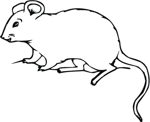 House Mouse Coloring page