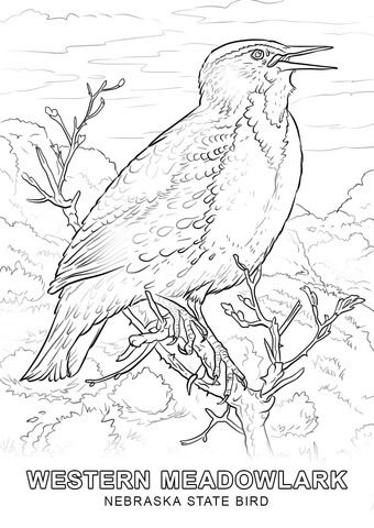 Nebraska State Bird Coloring page