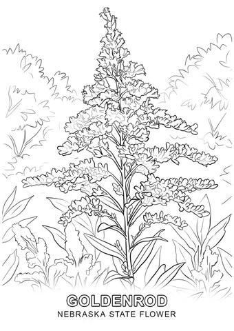 Nebraska State Flower Coloring page