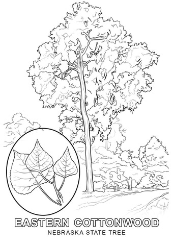 Nebraska State Tree Coloring page