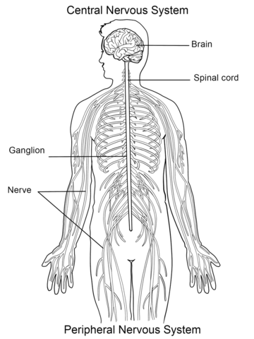 Nervous System Coloring page