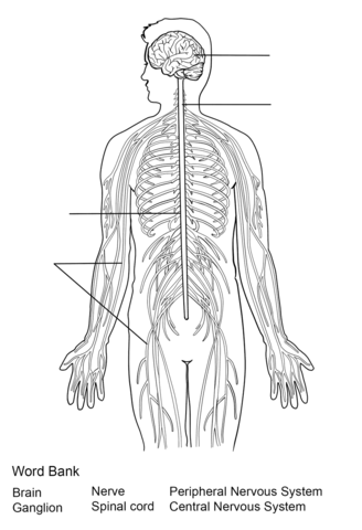 Nervous System Worksheet Coloring page