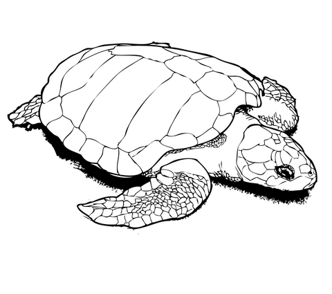 Nesting Kemp's Ridley Sea Turtle Coloring page