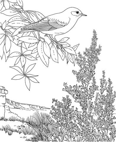 Nevada Mountain Bluebird and Sagebrush Coloring page