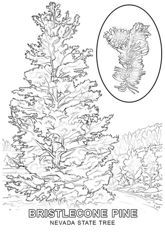 Nevada State Tree Coloring page