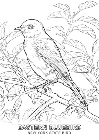 New York State Bird Coloring page