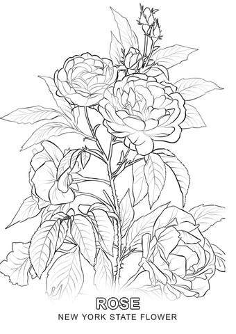 New York State Flower Coloring page