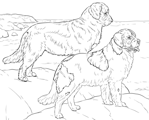 Newfoundland Dogs Coloring page