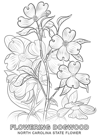 North Carolina State Flower Coloring page