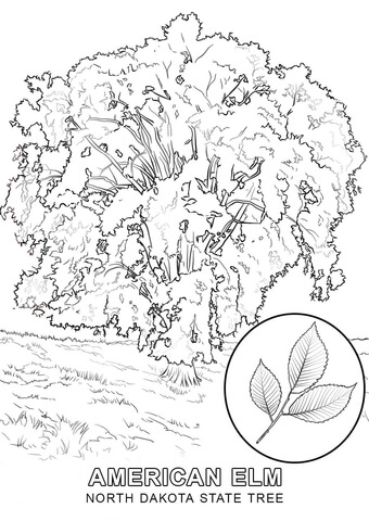 North Dakota State Tree Coloring page