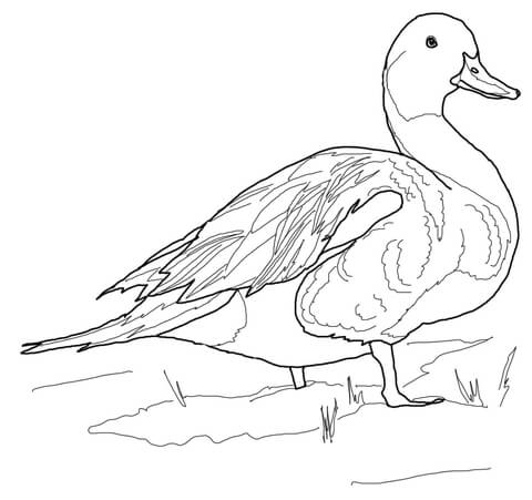 Northern Pintail Duck Coloring page