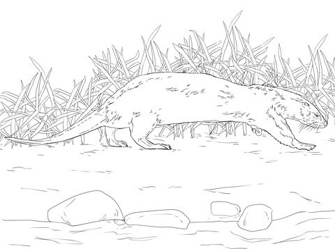 Northern River Otter Coloring page