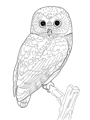 Northern Saw Whet Owl Coloring page