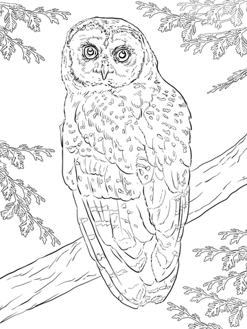 Northern Spotted Owl Coloring page