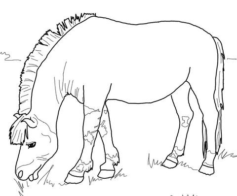 Norwegian Fjord Horse Coloring page