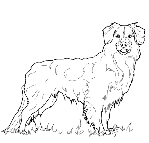 Nova Scotia Duck Tolling Retriever Coloring page