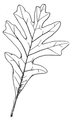 Little leaf of oak  Coloring page