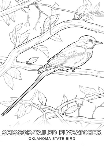 Oklahoma State Bird Coloring page