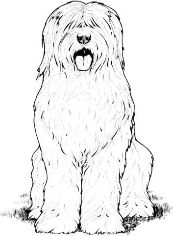 Old English Sheepdog Coloring page