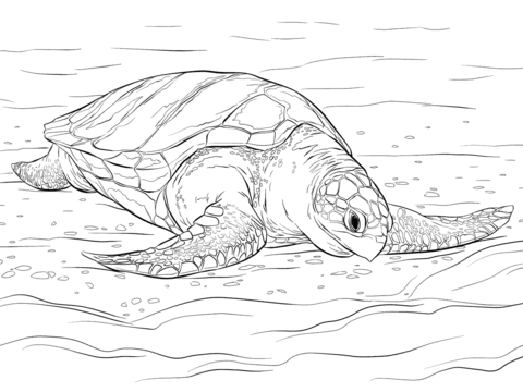 Olive Ridley Sea Turtle Coloring page