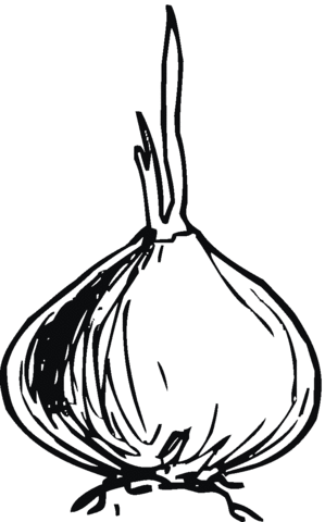 Onion 3 Coloring page