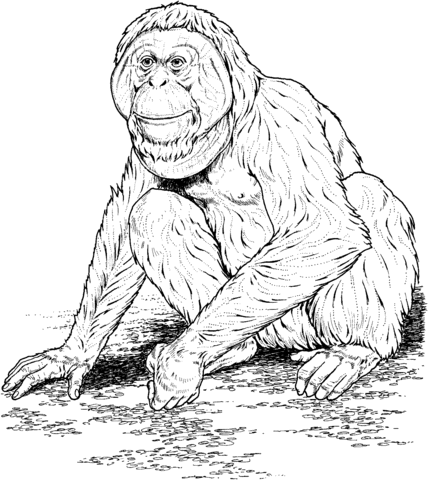 Orangutan sits on a ground Coloring page