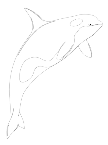 Orca Whale Shamu Coloring page