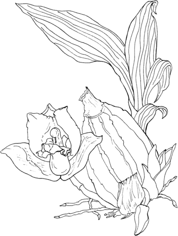 Orchid Lycaste Aromatica Coloring page