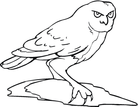 Owl 10 Coloring page