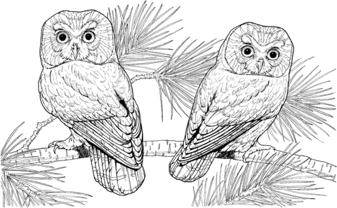 Two Owl Coloring page