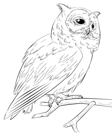 Southern white-faced owl Coloring page