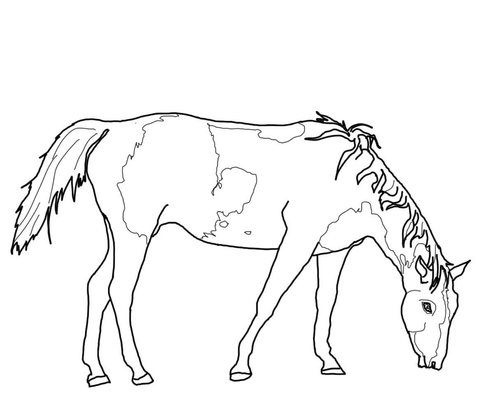 Paint Horse Grazing Coloring page