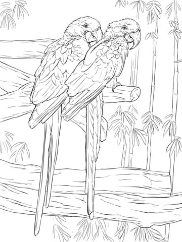 Pair of Hyacinth Macaws Coloring page