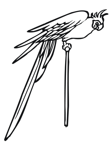 Parakeet on a Pole Coloring page