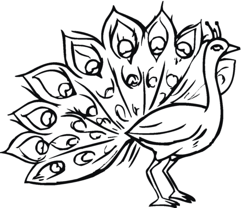 Peacock 14 Coloring page