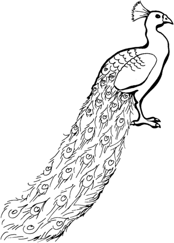 Peacock with tail down Coloring page