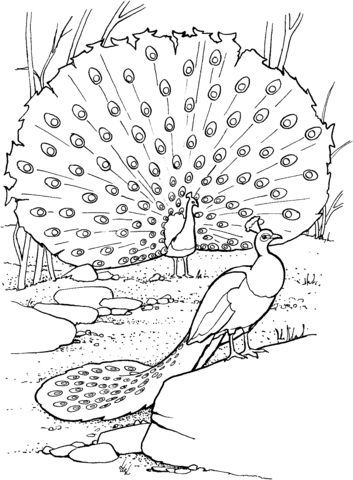 Two Peacocks Coloring page