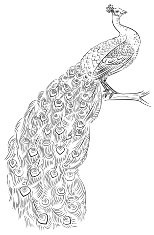 Peacock Coloring page