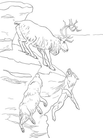 Peary Caribou Coloring page