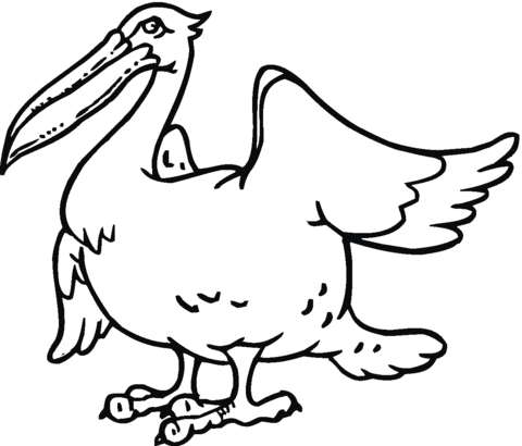 Pelican 11 Coloring page