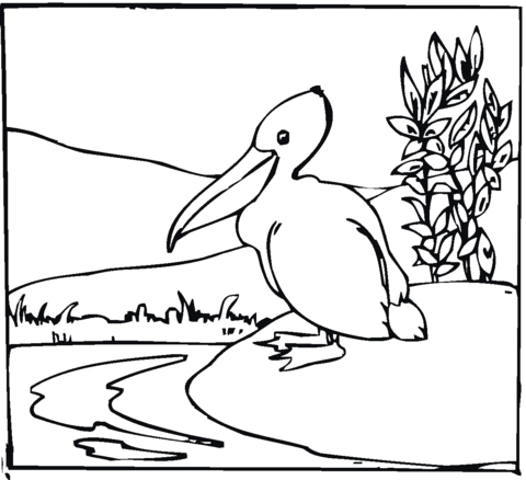 Pelican 14 Coloring page