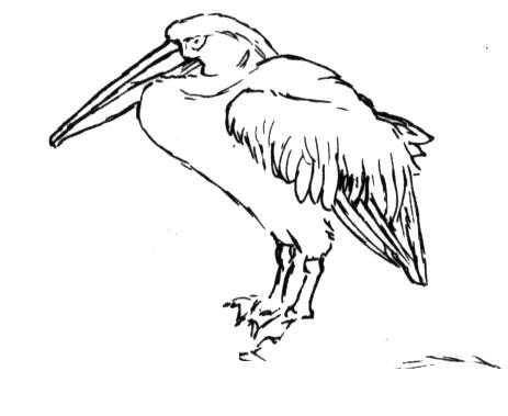 Pelican 2 Coloring page