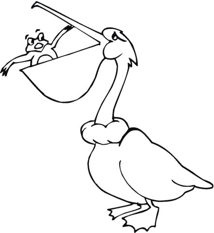 Pelican 23 Coloring page