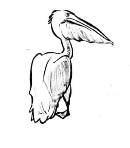 Pelican 3 Coloring page